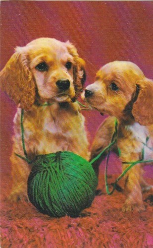 Pair cocker spaniel - of,
